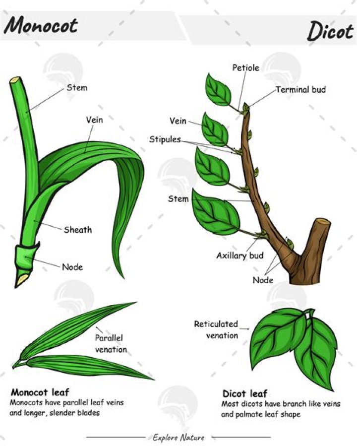 Do monocots have hypocotyl?