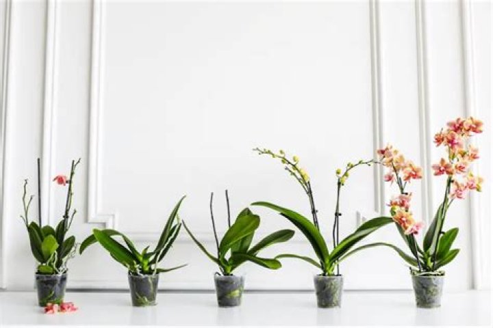 Do mystique orchids rebloom?