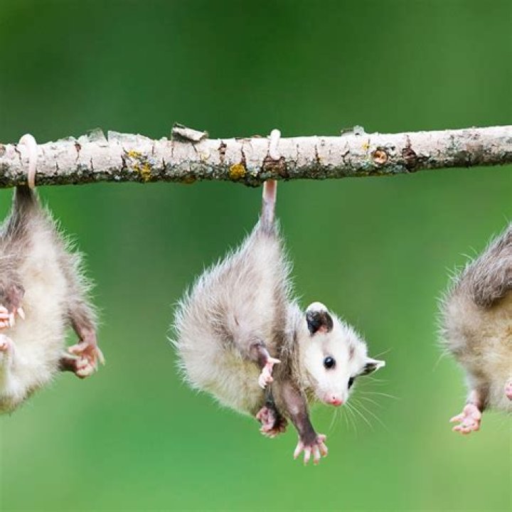 Do possums hang upside down?