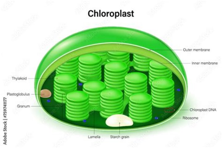 Do rhizaria have chloroplasts?