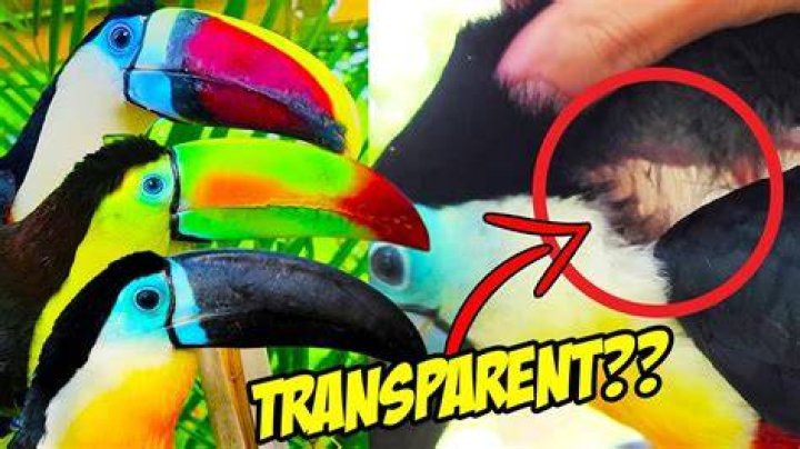 Do toucans have transparent skin?
