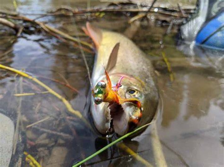Do trout have jaws?