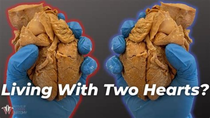 Do trouts have two hearts?