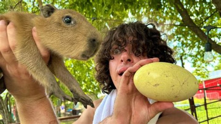 Does a capybara lay eggs?