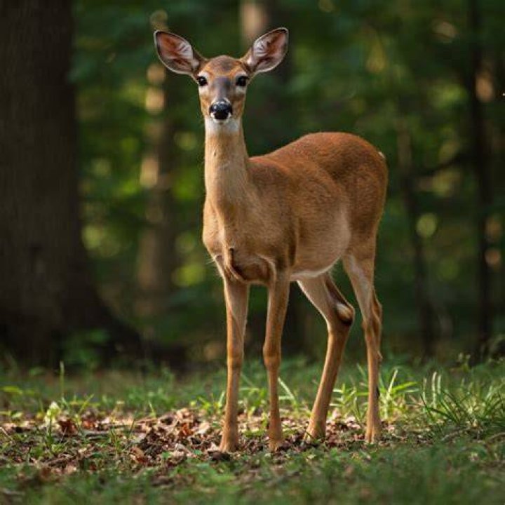 Does a doe snort?
