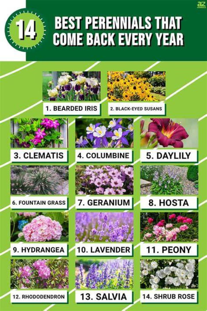 Does a perennial come back?