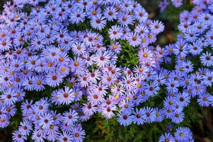 Does asters come up every year?