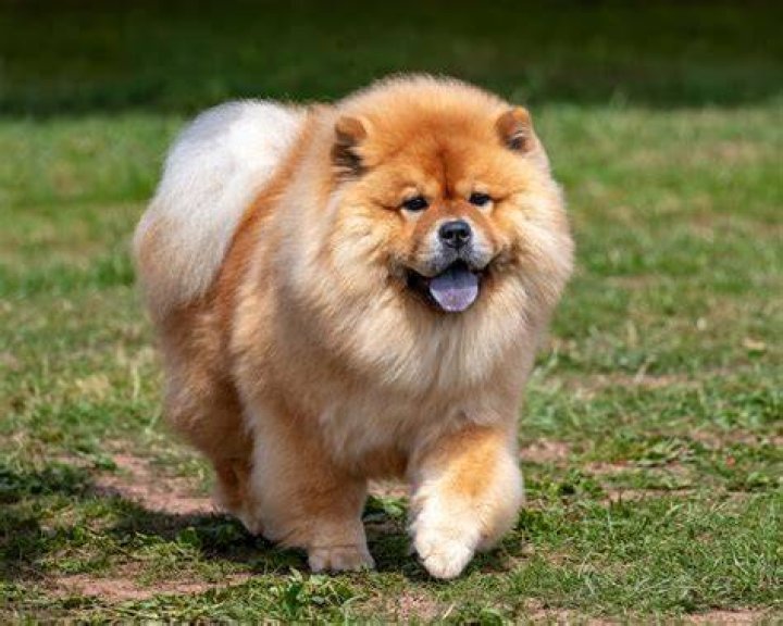 Does chows have hair?