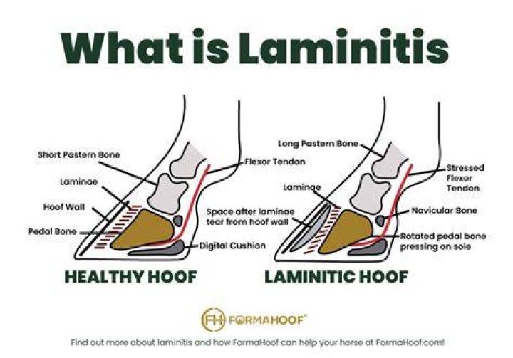 Does cold hosing help laminitis?