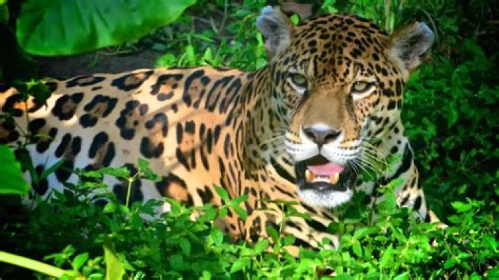 Does la mer test on animals?