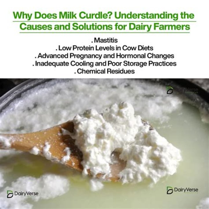 Does milk get curdled when curd is added to it?