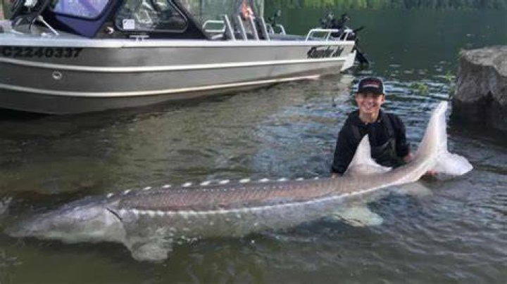Does sturgeon taste good?