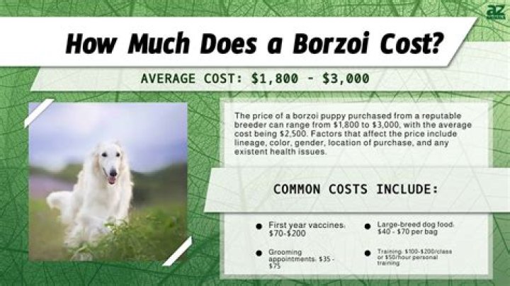 Does the borzoi shed a lot?