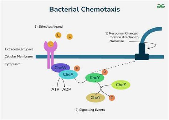 During chemotaxis a bacterial cell will undergo?
