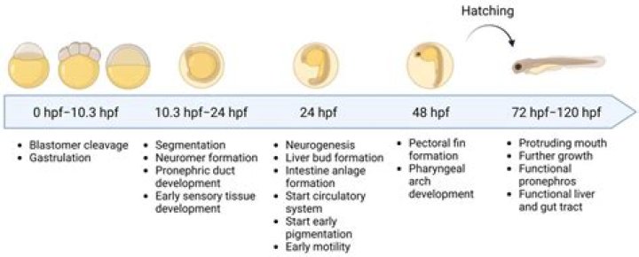 During embryonic development beating of heart starts in?