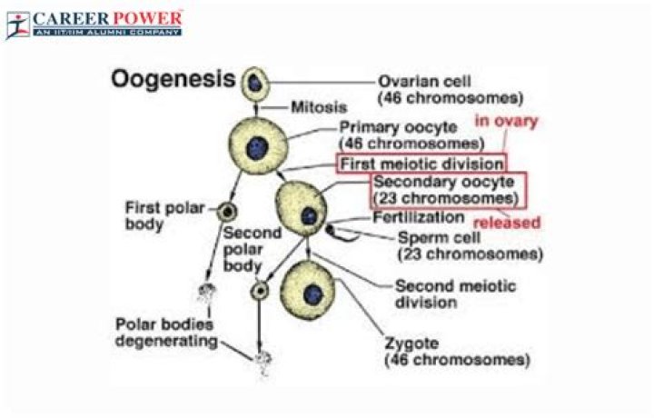 During oogenesis first meiotic division is?