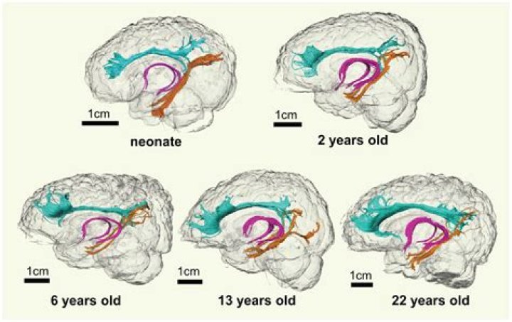 During puberty different parts of the brain grow at?