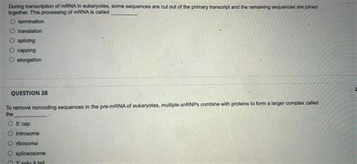 During transcription of mrna in eukaryotes some sequences?