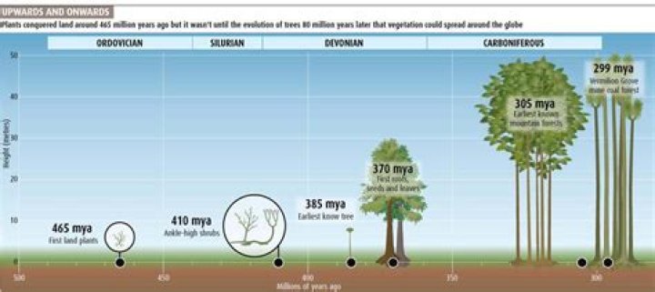 During which time did seed plants evolve?