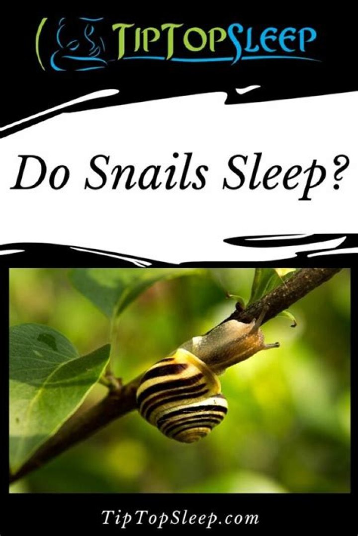For how long do snails sleep?