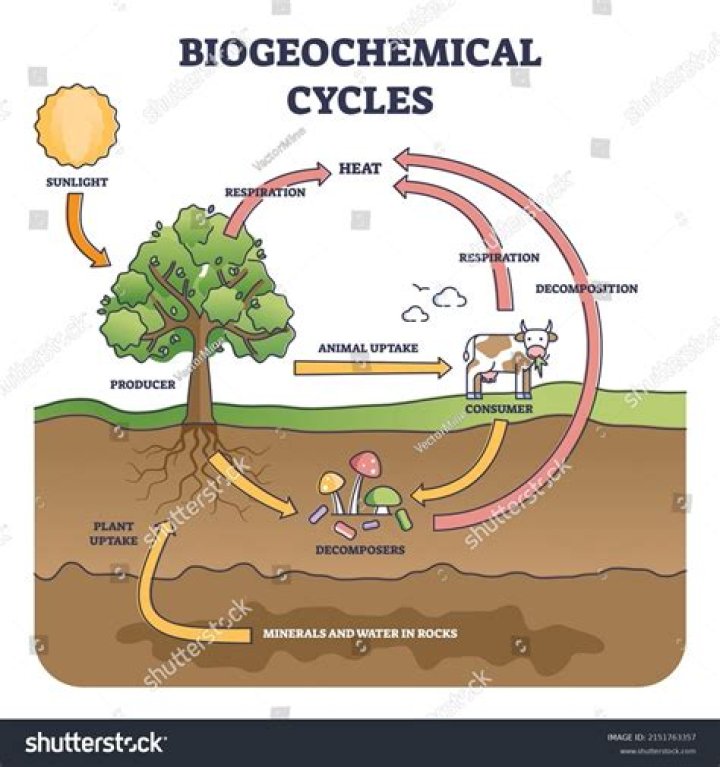 For the sedimentary type of biogeochemical cycles the reservoir is?
