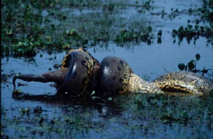 Has anyone been eaten by an anaconda?