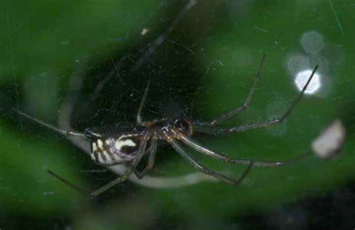 How big do fiddleback spiders get?