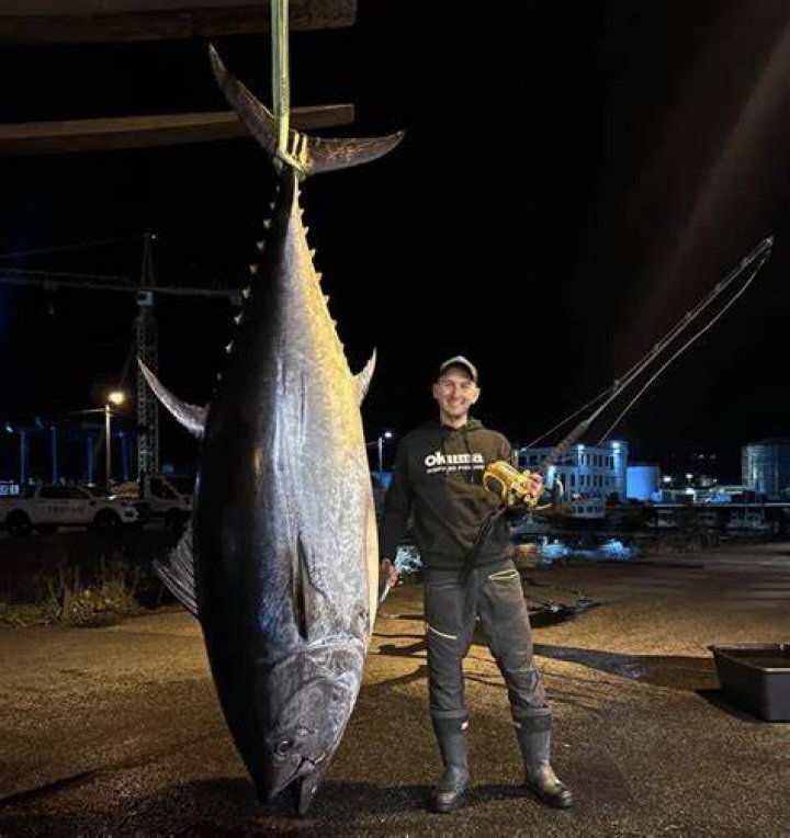 How big do tile fish get?