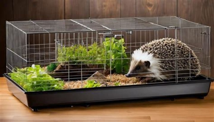 How do hedgehogs sleep?