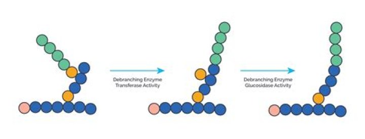 How do starch and glycogen differ structurally?