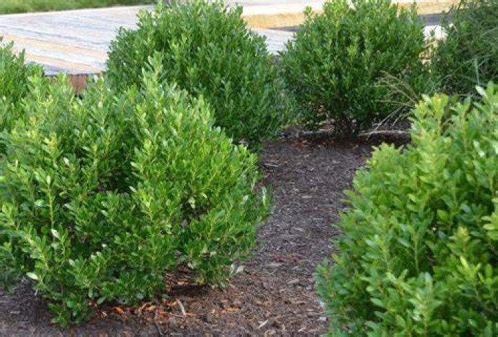 How fast does inkberry grow?