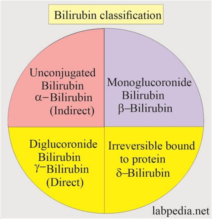 How is bilirubin detoxified?