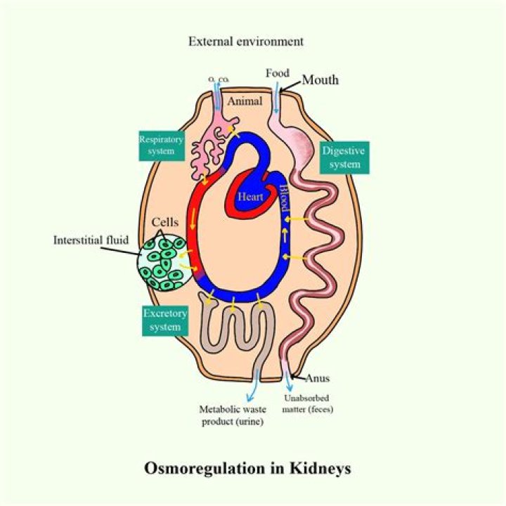 How kidney act as osmoregulatory organ?