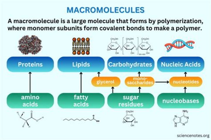 How macromolecules are made?