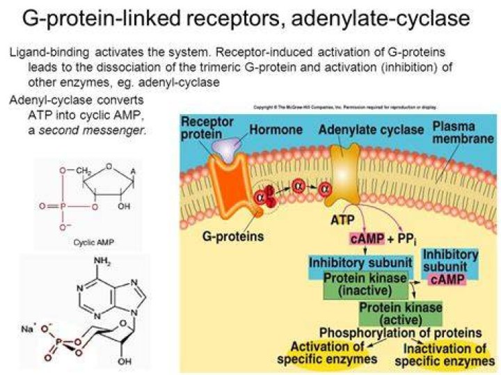 How many adenylyl cyclase are there?