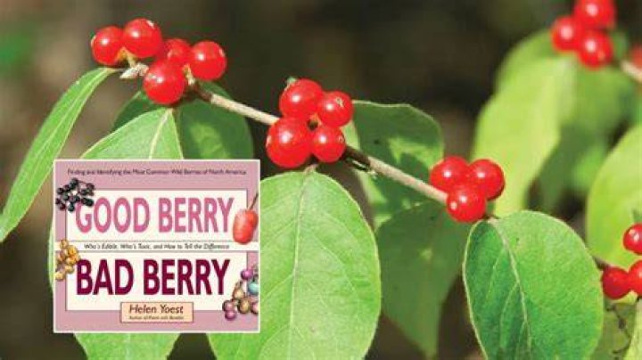 How to get pharmakos berries?