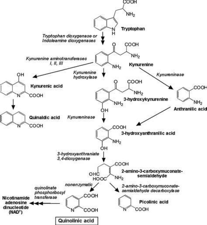 How to reduce quinolinic acid?