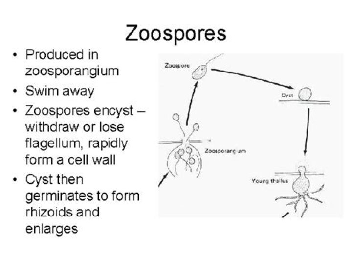 How zoospores are formed?