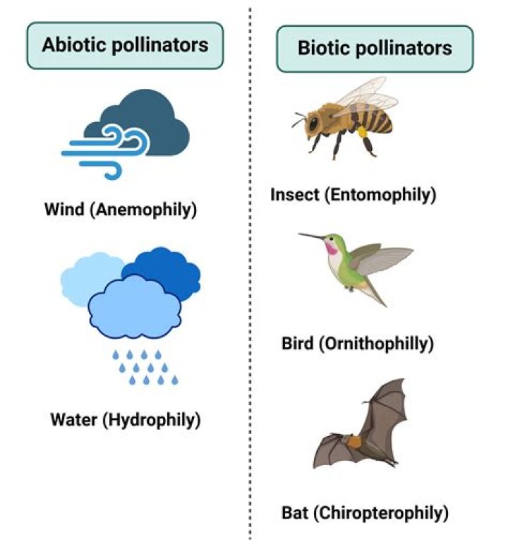 In anemophily pollen is?
