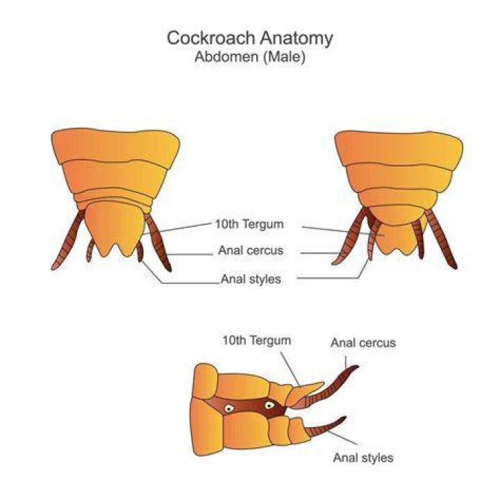 In cockroach how many sterna are present in abdomen?