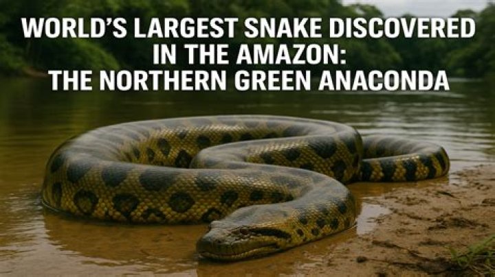 In the world biggest anaconda?