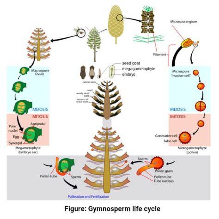In which gymnosperms prothallial cells are absent?
