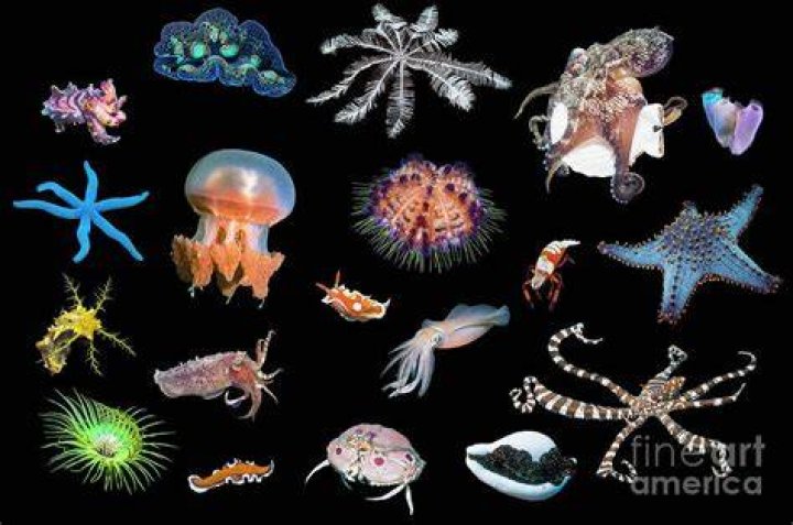 Invertebrates in the ocean?