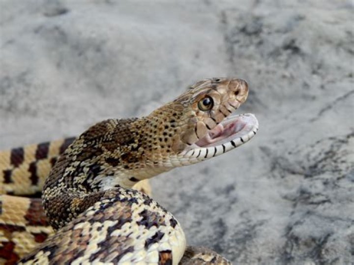 Is a bull snake venomous?