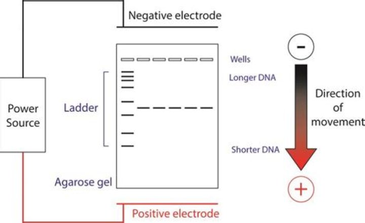 Is an agarose gel?