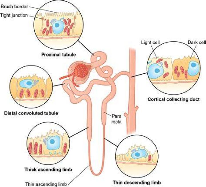 Is glucose reabsorbed in the proximal convoluted tubule?