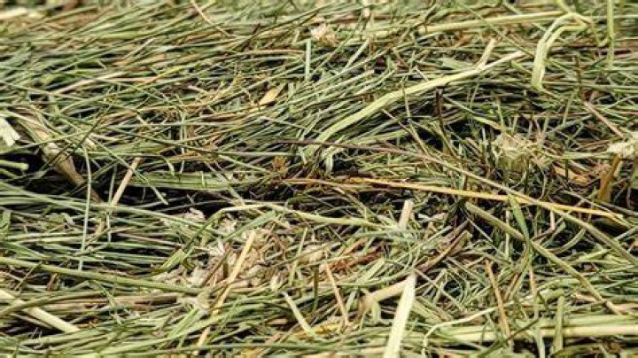 Is goat weed bad for horses?