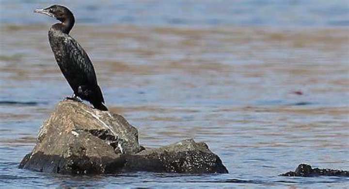 Is it legal to shoot cormorants?