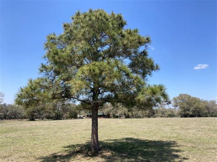 Is loblolly pine native to missouri?