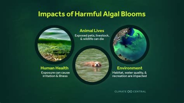 Is mealybug harmful to humans?